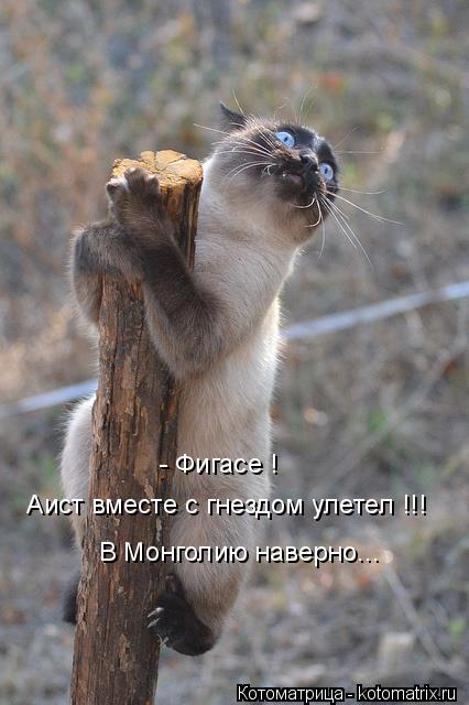Котоматрица: - Фигасе ! Аист вместе с гнездом улетел !!! В Монголию наверно...