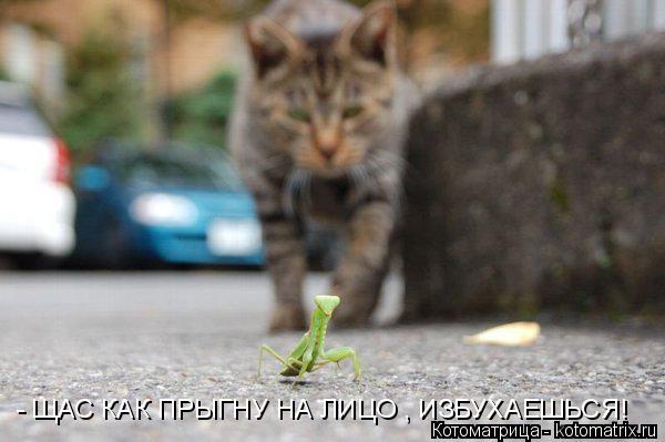 Котоматрица: - ЩАС КАК ПРЫГНУ НА ЛИЦО , ИЗБУХАЕШЬСЯ!