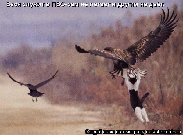 Котоматрица: Вася служит в ПВО-сам не летает и другим не даёт.