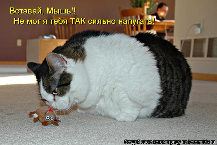 Вставай, Мышь!! Не мог я тебя ТАК сильно напугать!... Котоматрица: Вставай, Мышь!! Не мог я тебя ТАК сильно напугать!