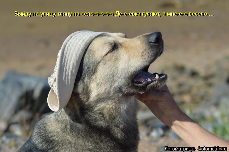 Выйду на улицу, гляну на село-о-о-о-о.Де-е-евки гуляют, а мне-е-е весело....... Котоматрица: Выйду на улицу, гляну на село-о-о-о-о.Де-е-евки гуляют, а мне-е-е весело....