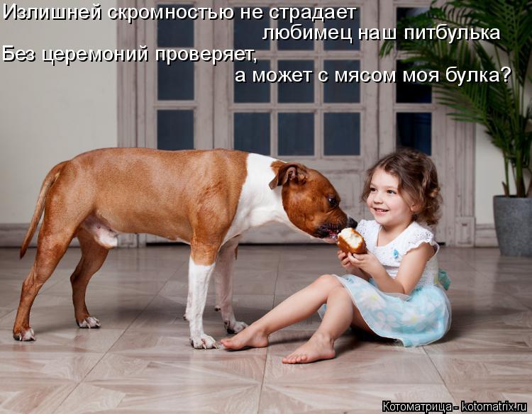 Излишней скромностью не страдает любимец наш питбулька Без церемоний проверяет, а может с мясом моя ... Котоматрица: Излишней скромностью не страдает любимец наш питбулька Без церемоний проверяет, а может с мясом моя булка?