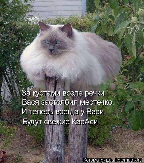 За кустами возле речки Вася застолбил местечко. И теперь всегда у Васи Будут свежие КарАси.... Котоматрица: За кустами возле речки Вася застолбил местечко. И теперь всегда у Васи Будут свежие КарАси.