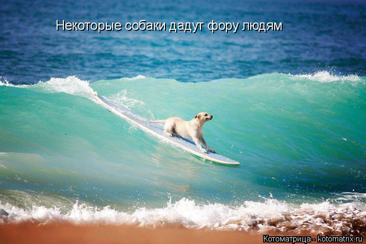 Некоторые собаки дадут фору людям... Котоматрица: Некоторые собаки дадут фору людям