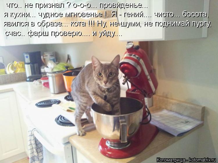 что.. не признал ? о-о-о... провиденье... я кухни... чудное мгновенье !. Я - гений.... чисто... босот... Котоматрица: что.. не признал ? о-о-о... провиденье... я кухни... чудное мгновенье !. Я - гений.... чисто... босота, явился в образе... кота !!! Ну, не шуми, не поднимай