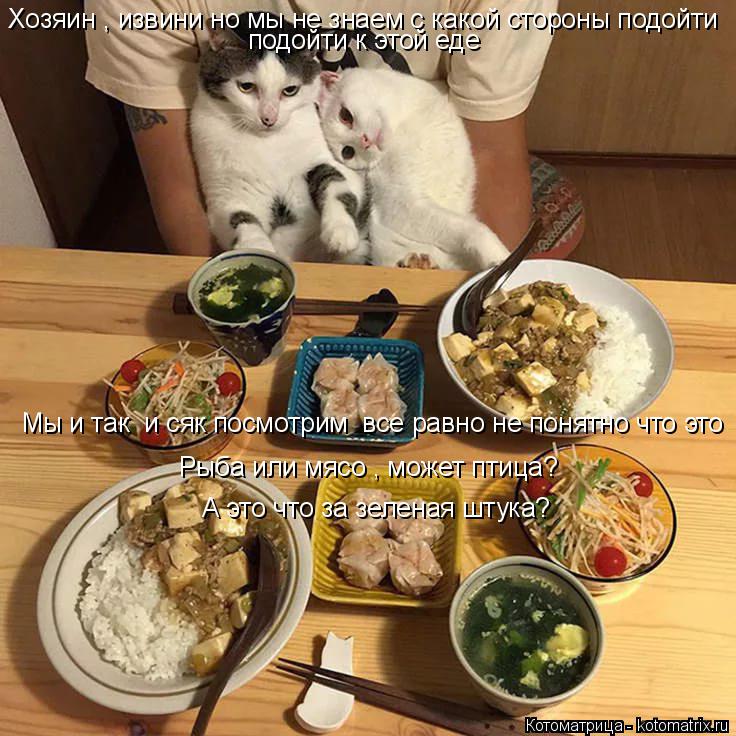 Хозяин , извини но мы не знаем с какой стороны подойти подойти к этой еде Мы и так и сяк посмотрим ... Котоматрица: Хозяин , извини но мы не знаем с какой стороны подойти подойти к этой еде Мы и так и сяк посмотрим все равно не понятно что это Рыба или мясо
