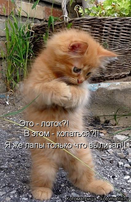 Это - лоток?! В этом - копаться?!! Я же лапы только что вылизал!!... Котоматрица: Это - лоток?! В этом - копаться?!! Я же лапы только что вылизал!!