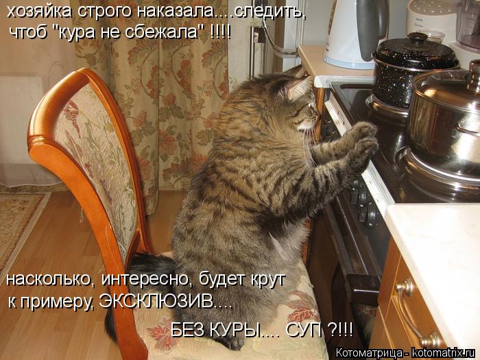 хозяйка строго наказала....следить, чтоб "кура не сбежала" !!!! насколько, интересно, будет крут к пр... Котоматрица: хозяйка строго наказала....следить, чтоб "кура не сбежала" !!!! насколько, интересно, будет крут к примеру, ЭКСКЛЮЗИВ.... БЕЗ КУРЫ.... СУП ?!!!