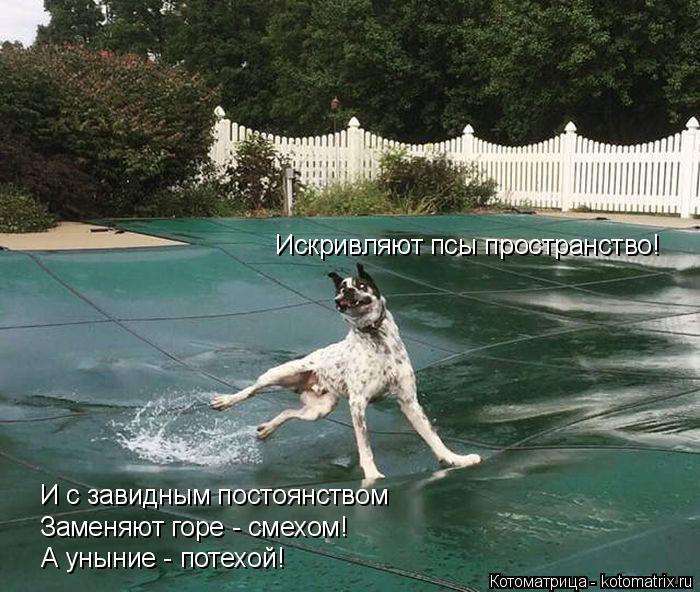 Котоматрица: Искривляют псы пространство! И с завидным постоянством Заменяют горе - смехом! А уныние - потехой!