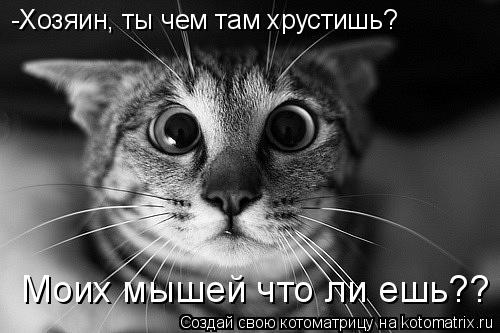Котоматрица: -Хозяин, ты чем там хрустишь? Моих мышей что ли ешь??