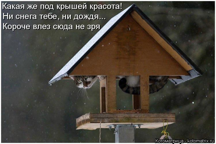 Какая же под крышей красота! Ни снега тебе, ни дождя... Короче влез сюда не зря... Котоматрица: Какая же под крышей красота! Ни снега тебе, ни дождя... Короче влез сюда не зря
