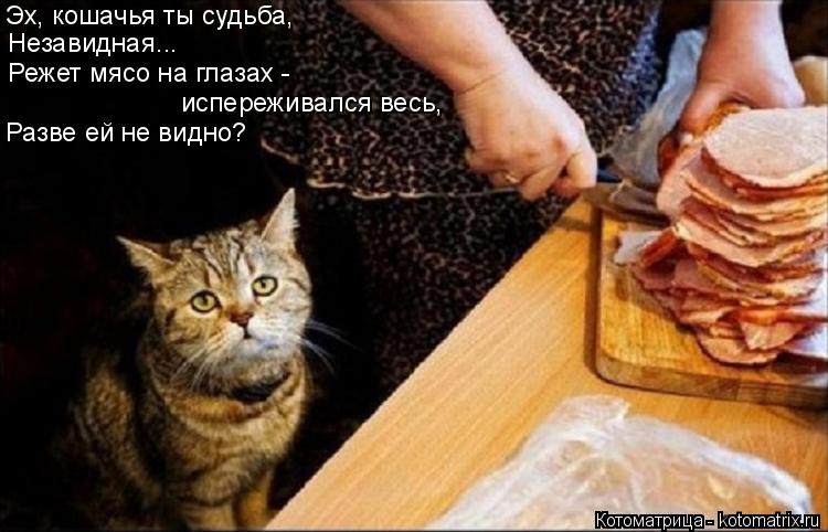 Эх, кошачья ты судьба, Незавидная... Режет мясо на глазах - испереживался весь, Разве ей не видно?... Котоматрица: Эх, кошачья ты судьба, Незавидная... Режет мясо на глазах - испереживался весь, Разве ей не видно?