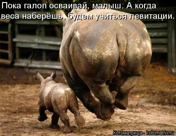 Пока галоп осваивай, малыш. А когда веса наберёшь, будем учиться левитации.... Котоматрица: Пока галоп осваивай, малыш. А когда веса наберёшь, будем учиться левитации.