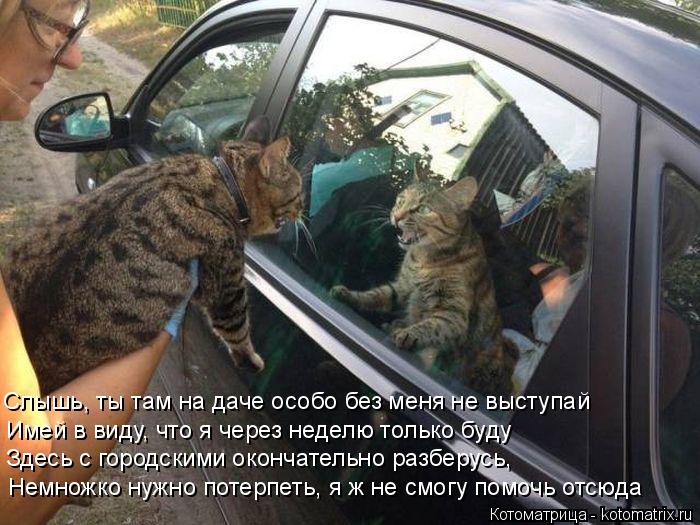 Слышь, ты там на даче особо без меня не выступай Имей в виду, что я через неделю только буду Здесь с ... Котоматрица: Слышь, ты там на даче особо без меня не выступай Имей в виду, что я через неделю только буду Здесь с городскими окончательно разберусь, Немно