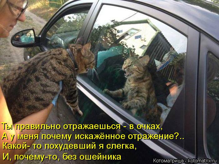 Ты правильно отражаешься - в очках, А у меня почему искажённое отражение?.. Какой- то похудевший я сл... Котоматрица: Ты правильно отражаешься - в очках, А у меня почему искажённое отражение?.. Какой- то похудевший я слегка, И, почему-то, без ошейника