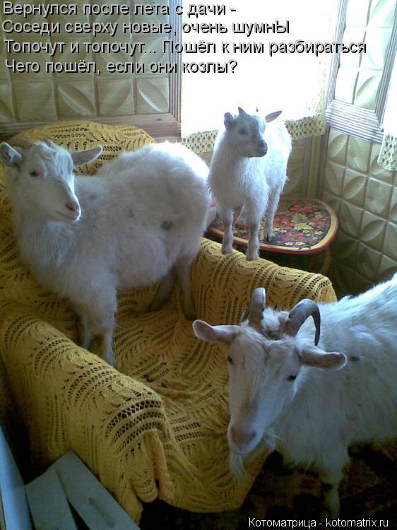 Вернулся после лета с дачи - Соседи сверху новые, очень шумнЫ Топочут и топочут... Пошёл к ним разбир... Котоматрица: Вернулся после лета с дачи - Соседи сверху новые, очень шумнЫ Топочут и топочут... Пошёл к ним разбираться Чего пошёл, если они козлы?