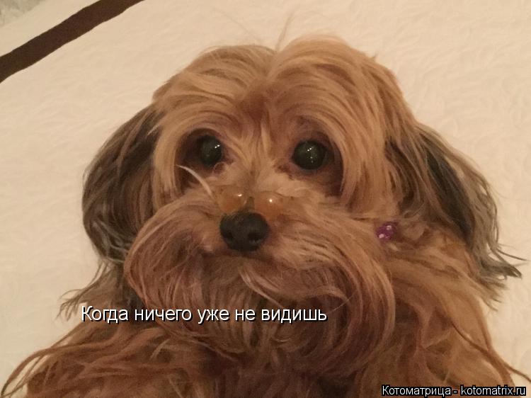 Когда ничего уже не видишь... Котоматрица: Когда ничего уже не видишь