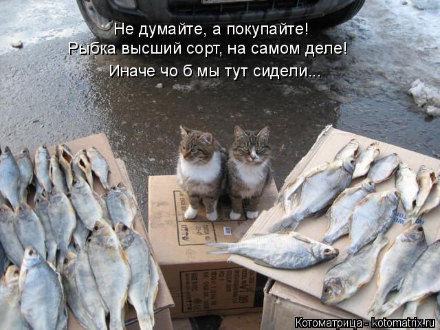 Не думайте, а покупайте! Рыбка высший сорт, на самом деле! Иначе чо б мы тут сидели...... Котоматрица: Не думайте, а покупайте! Рыбка высший сорт, на самом деле! Иначе чо б мы тут сидели...