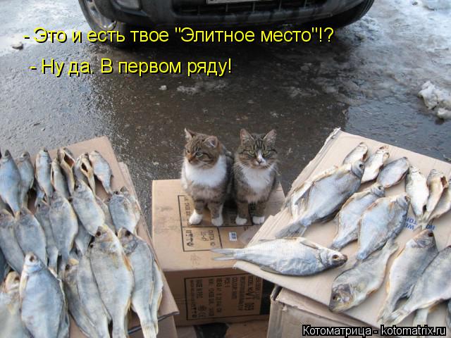 - Это и есть твое "Элитное место"!? - Ну да. В первом ряду!... Котоматрица: - Это и есть твое "Элитное место"!? - Ну да. В первом ряду!