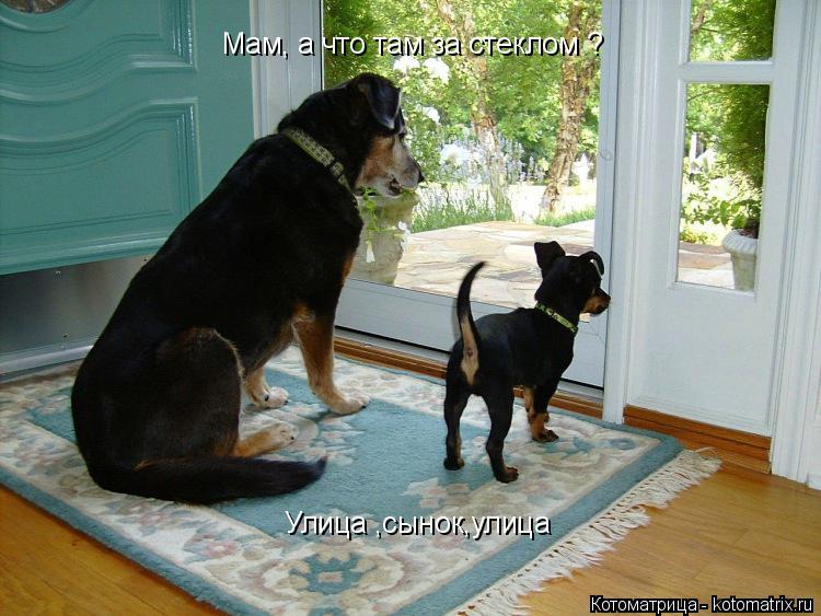Мам, а что там за стеклом ? Улица ,сынок,улица... Котоматрица: Мам, а что там за стеклом ? Улица ,сынок,улица