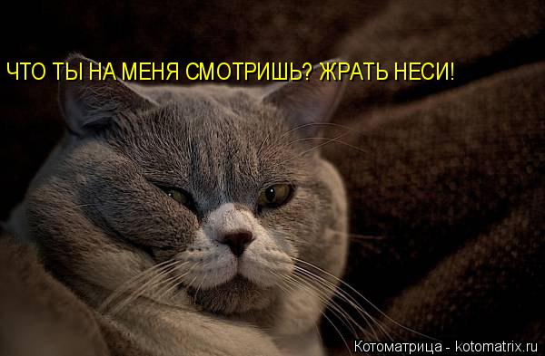 Котоматрица: ЧТО ТЫ НА МЕНЯ СМОТРИШЬ? ЖРАТЬ НЕСИ!