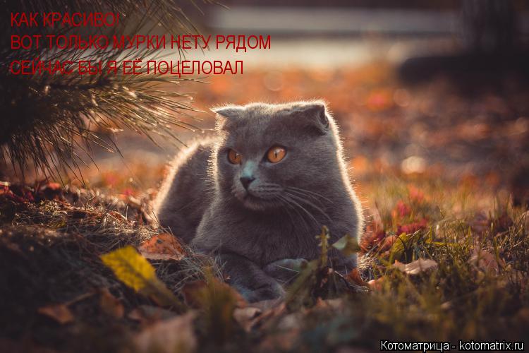 Котоматрица: КАК КРАСИВО!  ВОТ ТОЛЬКО МУРКИ НЕТУ РЯДОМ  СЕЙЧАС БЫ Я ЕЁ ПОЦЕЛОВАЛ