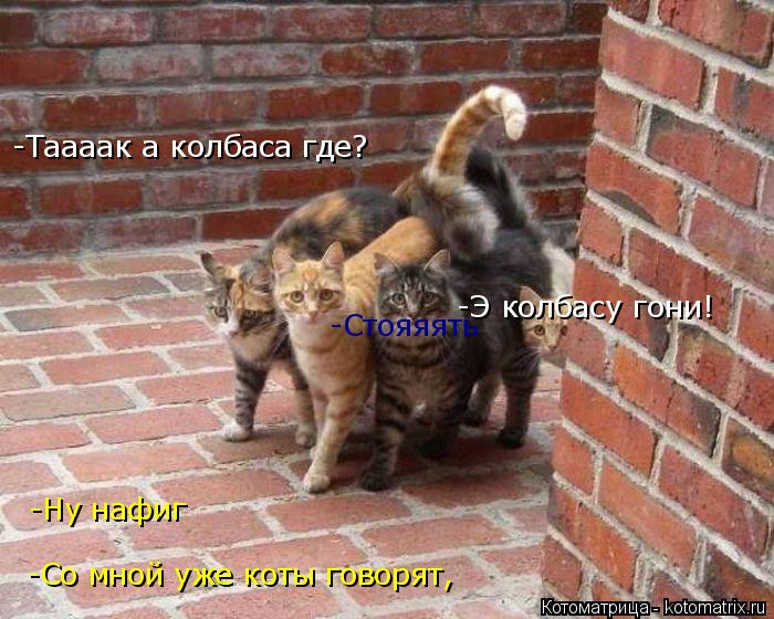 Котоматрица: -Таааак а колбаса где? -Э колбасу гони! -Стояяять -Ну нафиг -Со мной уже коты говорят,
