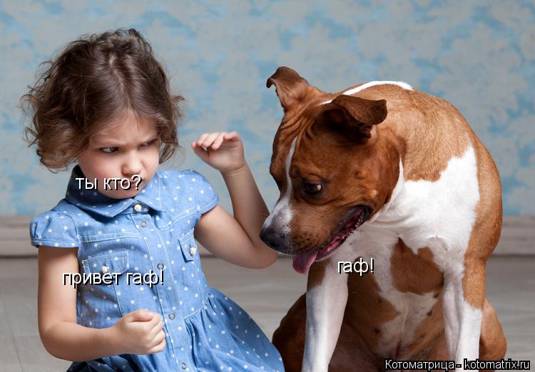 Котоматрица: ты кто? гаф! привет гаф! привет гаф!
