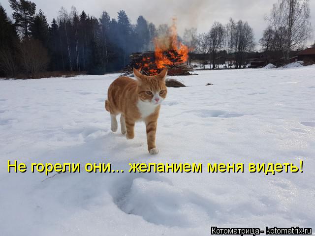 Котоматрица: Не горели они... желанием меня видеть!