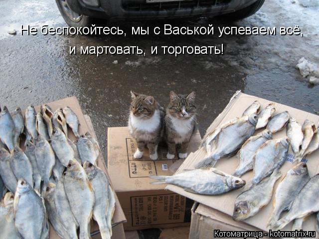 Котоматрица: Не беспокойтесь, мы с Васькой успеваем всё,  и мартовать, и торговать!