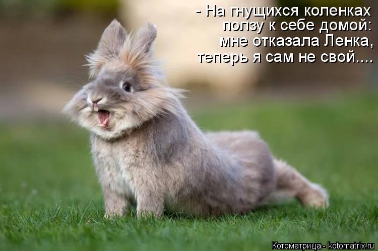 Котоматрица: - На гнущихся коленках ползу к себе домой:  мне отказала Ленка, теперь я сам не свой....