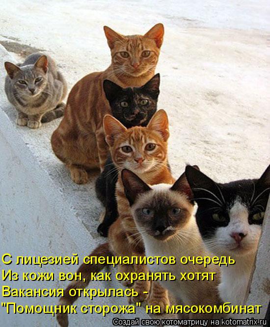 Котоматрица: С лицезией специалистов очередь Из кожи вон, как охранять хотят Вакансия открылась - "Помощник сторожа" на мясокомбинат