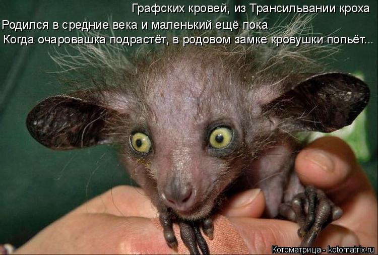 Котоматрица: Графских кровей, из Трансильвании кроха  Родился в средние века и маленький ещё пока Когда очаровашка подрастёт, в родовом замке кровушки п