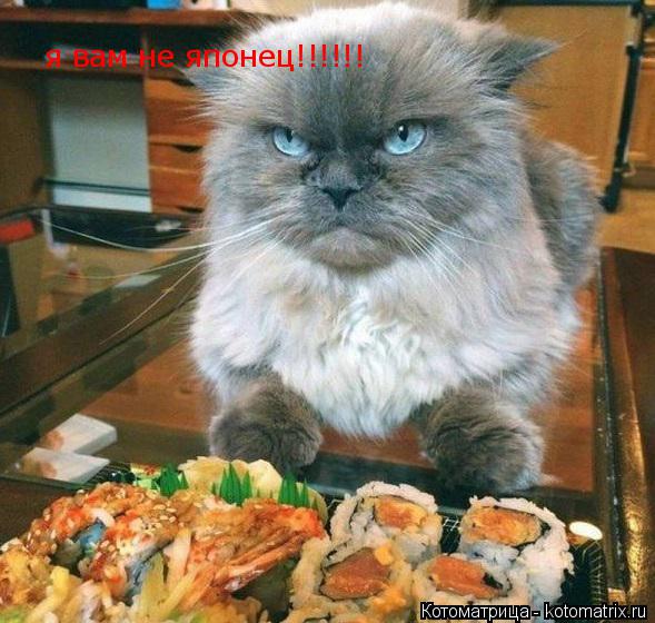 Котоматрица: я вам не японец!!!!!!