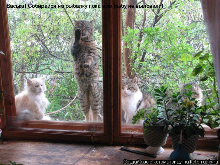 Котоматрица: Васька! Собирайся на рыбалку пока всю рыбу не выловили! Васька! Собирайся на рыбалку пока всю рыбу не выловили! Васька! Собирайся на рыбалку 