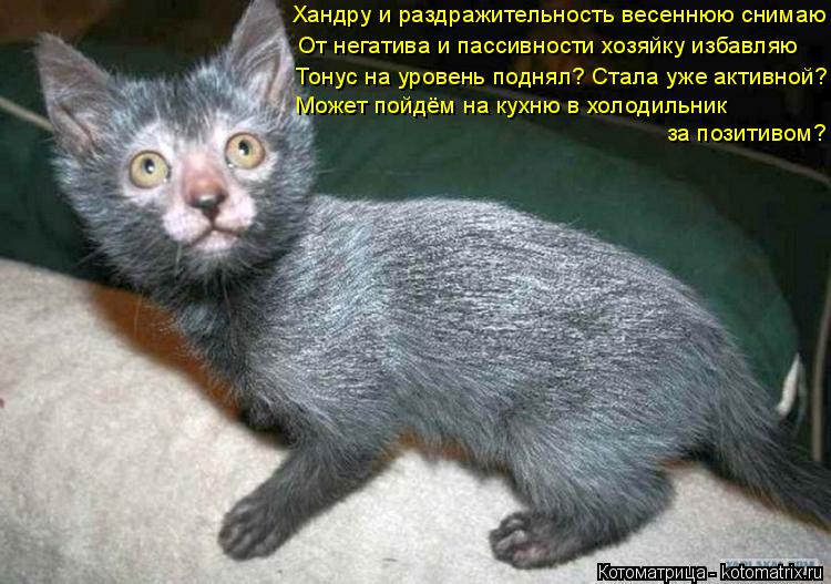 Котоматрица: Хандру и раздражительность весеннюю снимаю От негатива и пассивности хозяйку избавляю Тонус на уровень поднял? Стала уже активной? Может п