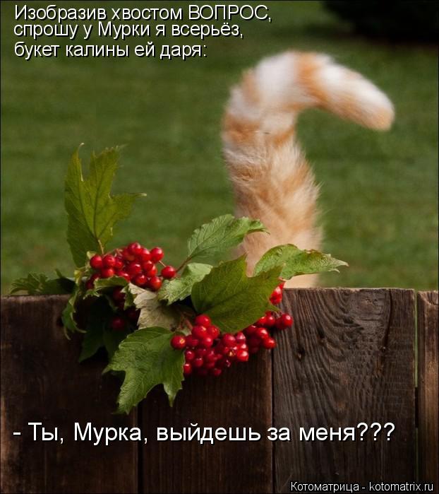 Котоматрица: спрошу у Мурки я всерьёз, букет калины ей даря: Изобразив хвостом ВОПРОС, - Ты, Мурка, выйдешь за меня???