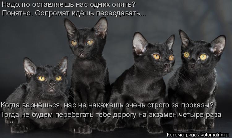 Котоматрица: Надолго оставляешь нас одних опять? Понятно. Сопромат идёшь пересдавать... Когда вернёшься, нас не накажешь очень строго за проказы? Тогда н