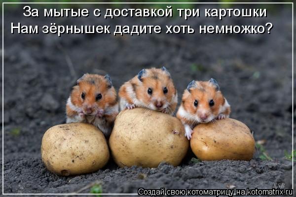 Котоматрица: За мытые с доставкой три картошки Нам зёрнышек дадите хоть немножко?