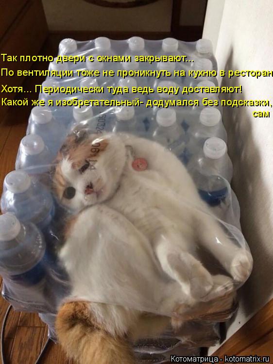 Котоматрица: Так плотно двери с окнами закрывают...  Хотя... Периодически туда ведь воду доставляют! Какой же я изобретательный- додумался без подсказки,  