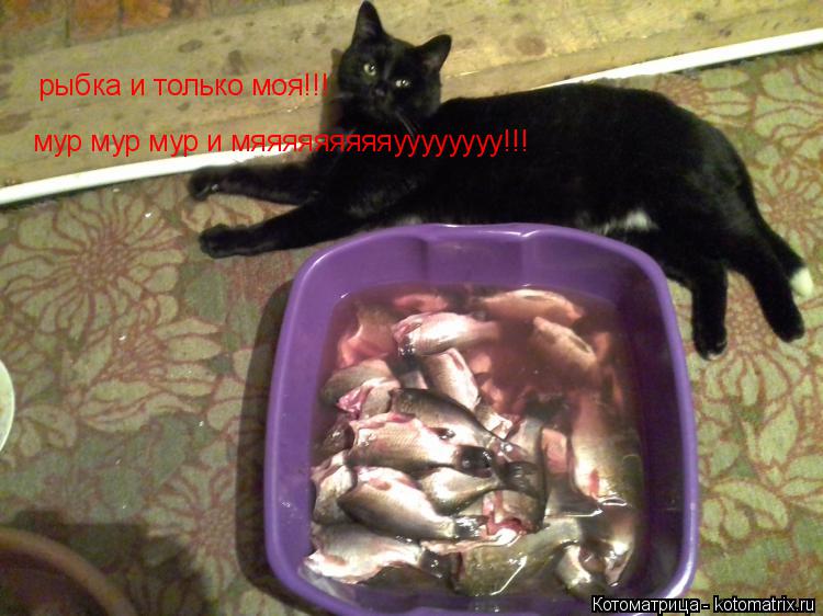 Котоматрица: рыбка и только моя!!! мур мур мур и мяяяяяяяяяуууууууу!!!