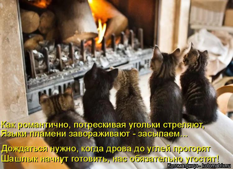 Котоматрица: Шашлык начнут готовить, нас обязательно угостят! Дождаться нужно, когда дрова до углей прогорят Языки пламени завораживают - засыпаем... Как