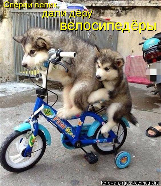 Котоматрица: Спёрли велик,  дали дёру велосипедёры