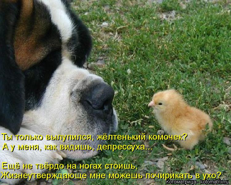 Котоматрица: Жизнеутверждающе мне можешь почирикать в ухо? Ещё не твёрдо на ногах стоишь,  Ты только вылупился, жёлтенький комочек? А у меня, как видишь, д