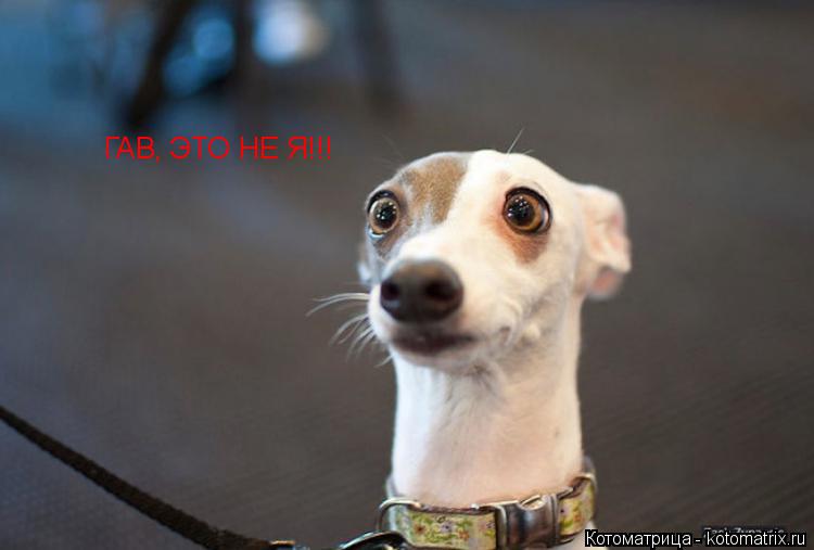 Котоматрица: ГАВ, ЭТО НЕ Я!!!