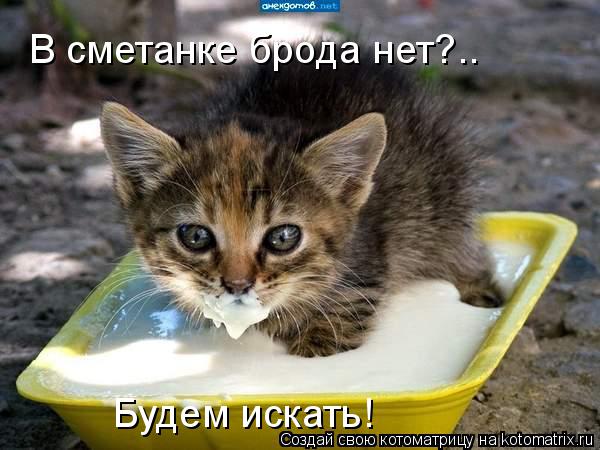 Котоматрица: В сметанке брода нет?.. Будем искать!