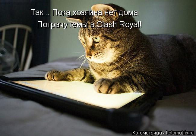 Котоматрица: Так... Пока хозяина нет дома  Так... Пока хозяина нет дома  Потрачу гемы в Clash Royal! Потрачу гемы в Clash Royal!