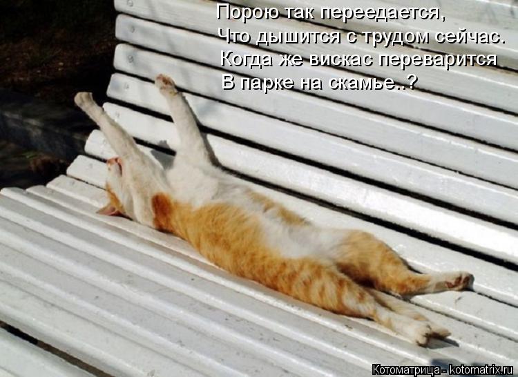 Котоматрица: Порою так переедается, Что дышится с трудом сейчас. Когда же вискас переварится В парке на скамье..?