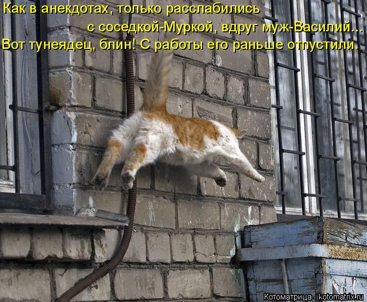 Котоматрица: Как в анекдотах, только расслабились с соседкой-Муркой, вдруг муж-Василий... Вот тунеядец, блин! С работы его раньше отпустили.