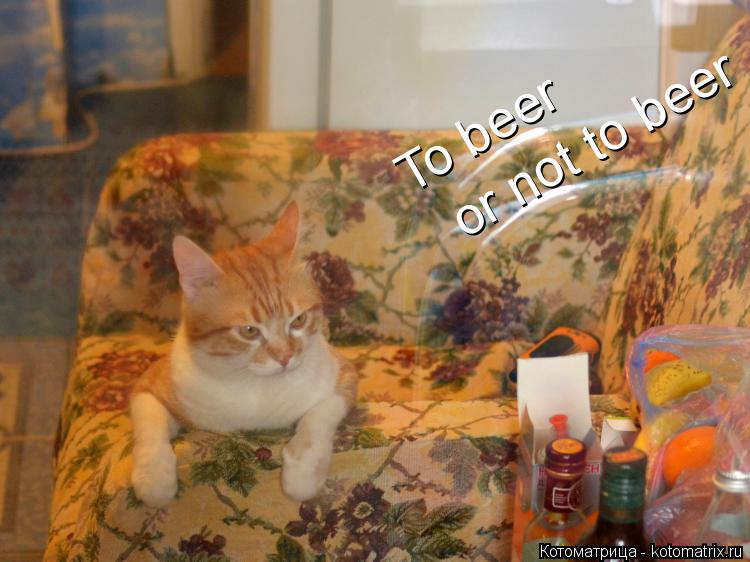 Котоматрица: To beer or not to beer